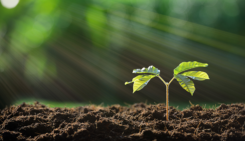 Organic Soil