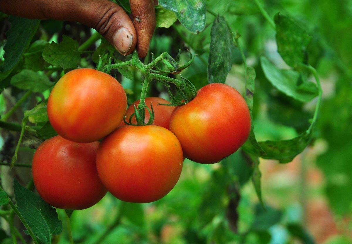 Organic Crops