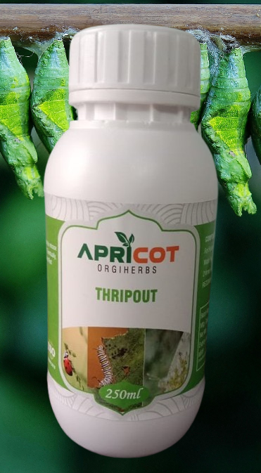 APRI THRIPOUT