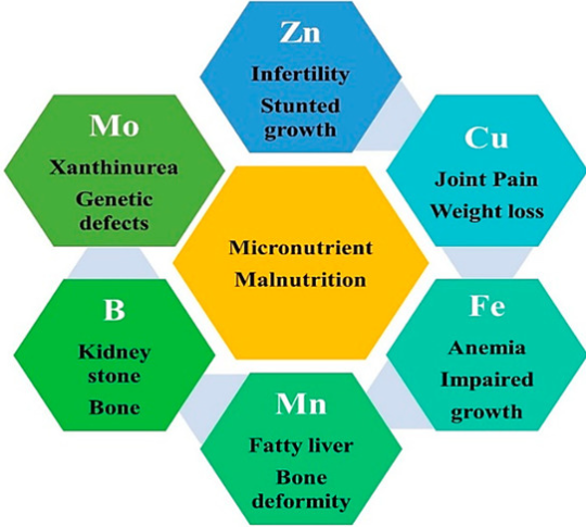Micronutrients Function in Plants