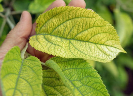 Nitrogen Deficiency in Plants