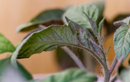 Phosphorus Deficiency in Plants