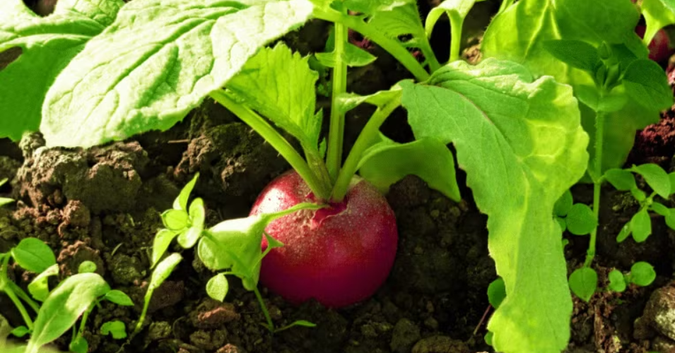 Organic fertilizers in farming